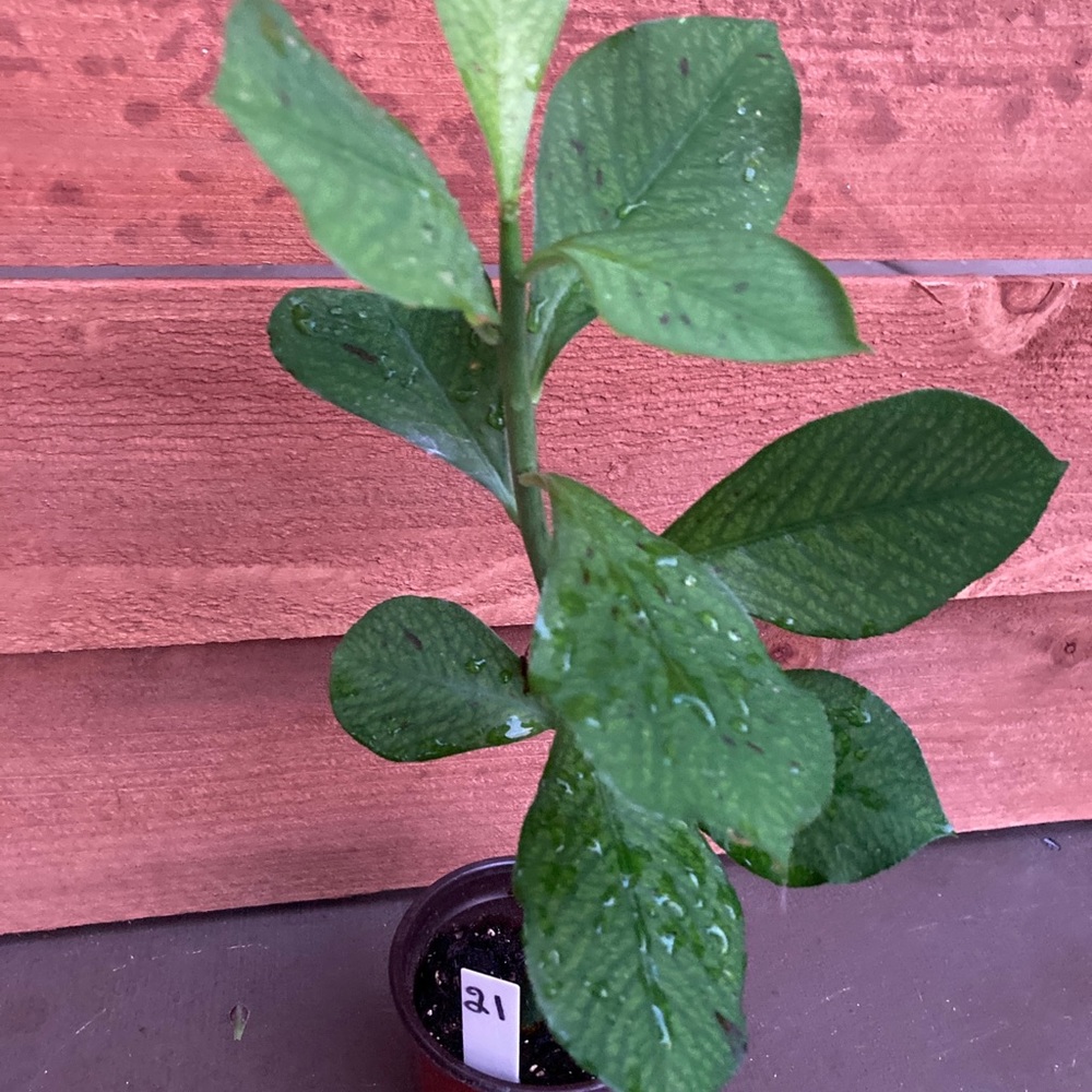 Healthy Synadenium Granting Lechero Africano Planta De La Vida 15 in  tall